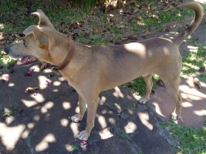 Cachorro ra a SRD idade 6 ou mais anos nome magrão