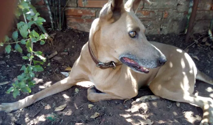 Cachorro ra a SRD idade 6 ou mais anos nome magrão