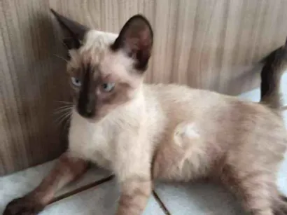 Gato raça  idade  nome LUAN