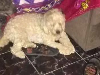 Cachorro ra a Poodle idade  nome Lunna