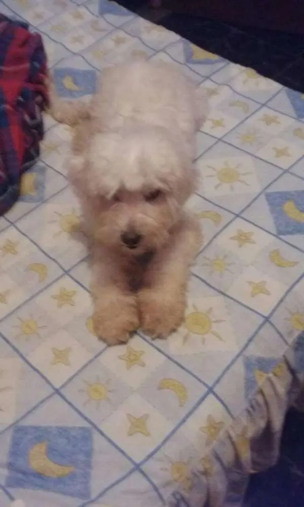 Cachorro ra a Poodle idade  nome Lunna