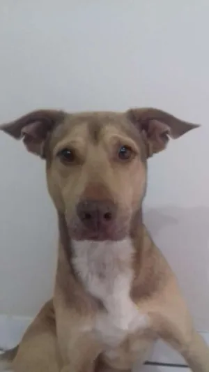 Cachorro raça Vira-lata  idade 4 anos nome Billy 