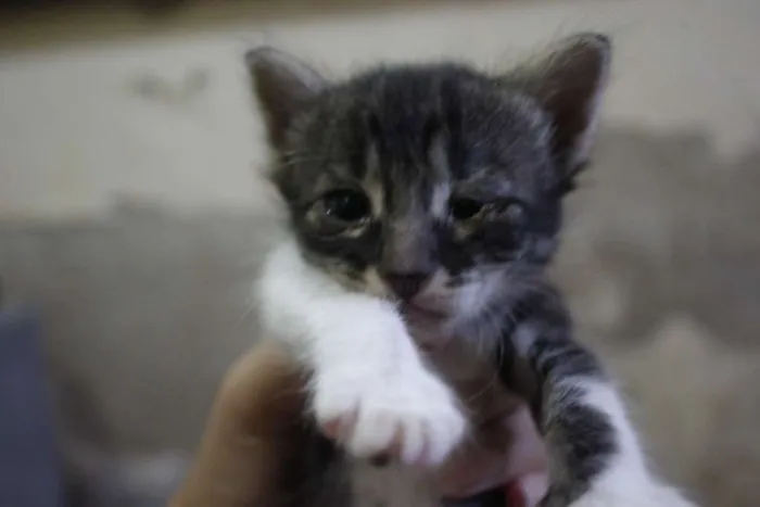 Gato ra a  idade 2 a 6 meses nome Filhotinhos