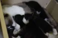 Filhotinhos