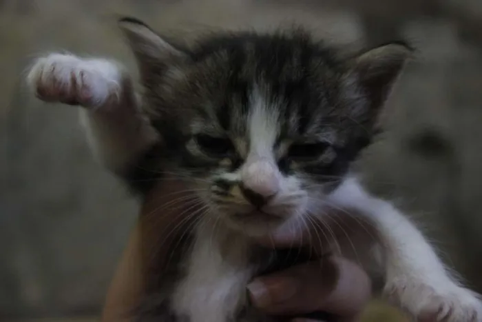 Gato ra a  idade 2 a 6 meses nome Filhotinhos
