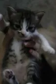 Filhotinhos