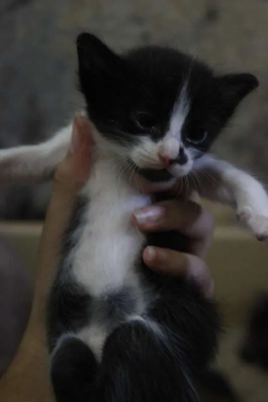 Gato ra a  idade 2 a 6 meses nome Filhotinhos