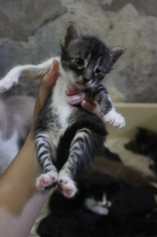 Gato ra a  idade 2 a 6 meses nome Filhotinhos