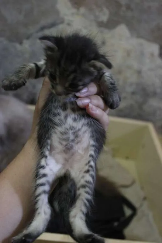 Gato ra a  idade 2 a 6 meses nome Filhotinhos