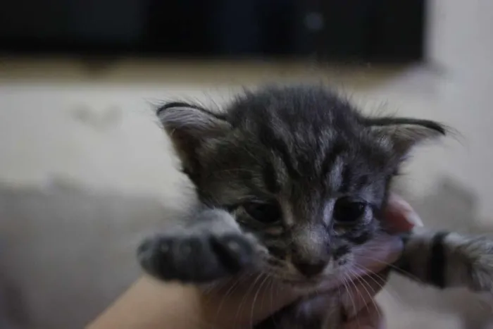 Gato ra a  idade 2 a 6 meses nome Filhotinhos