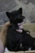 Filhotinhos
