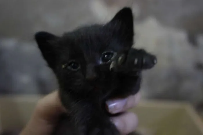 Gato ra a  idade 2 a 6 meses nome Filhotinhos