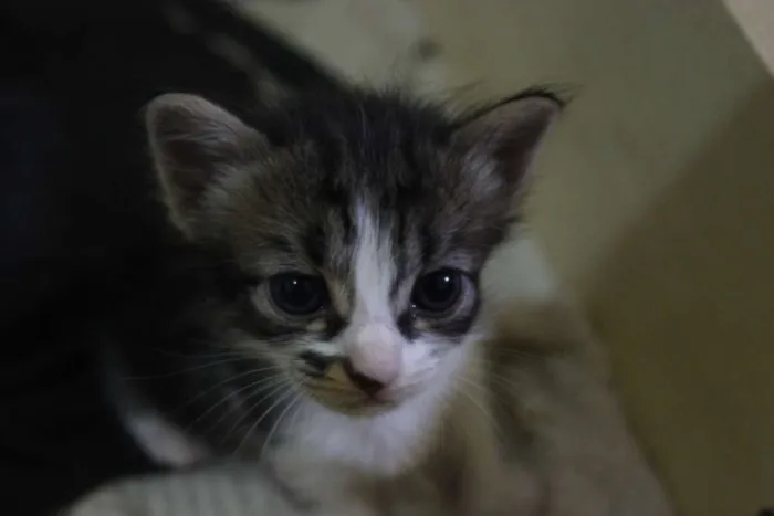 Gato ra a  idade 2 a 6 meses nome Filhotinhos