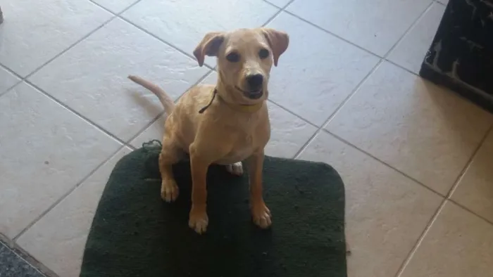 Cachorro ra a Indefinida idade 2 a 6 meses nome Chiara Úrsula 