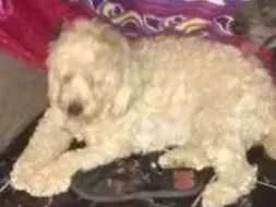 Cachorro raça Poodle idade  nome Lunna