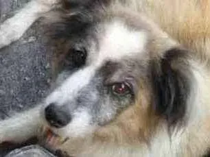 Cachorro ra a Não definida idade 6 ou mais anos nome Bilu