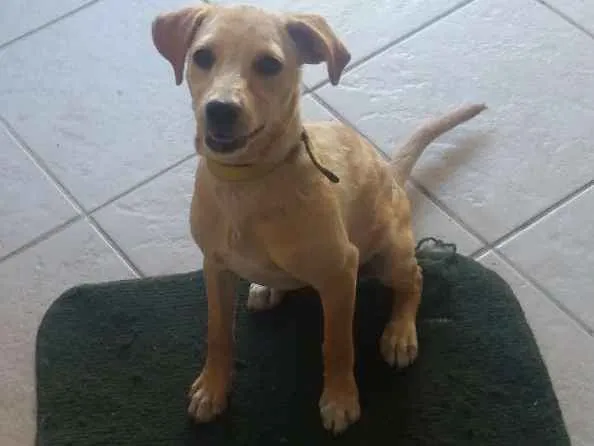 Cachorro ra a Indefinida idade 2 a 6 meses nome Chiara Úrsula 
