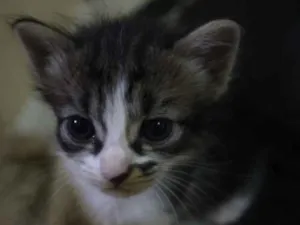 Gato raça  idade 2 a 6 meses nome Filhotinhos