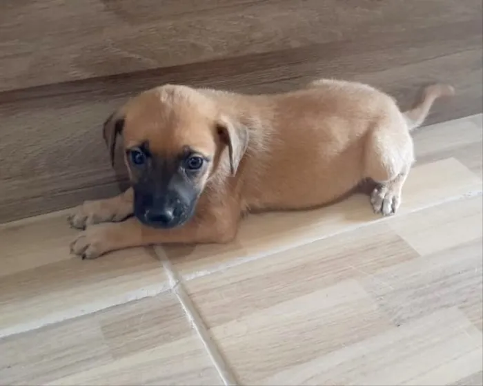 Cachorro ra a Srd idade Abaixo de 2 meses nome Lorena 