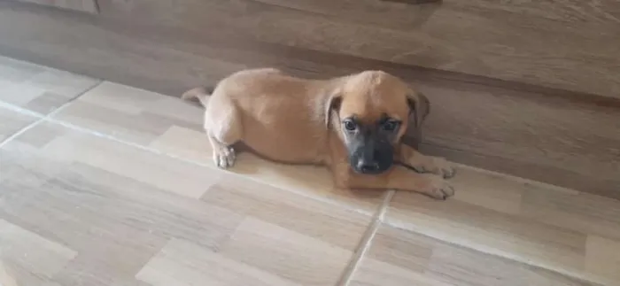 Cachorro ra a Srd idade Abaixo de 2 meses nome Lorena 