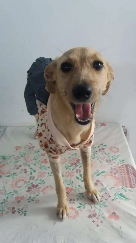 Cachorro ra a Não definida idade 7 a 11 meses nome Gabi