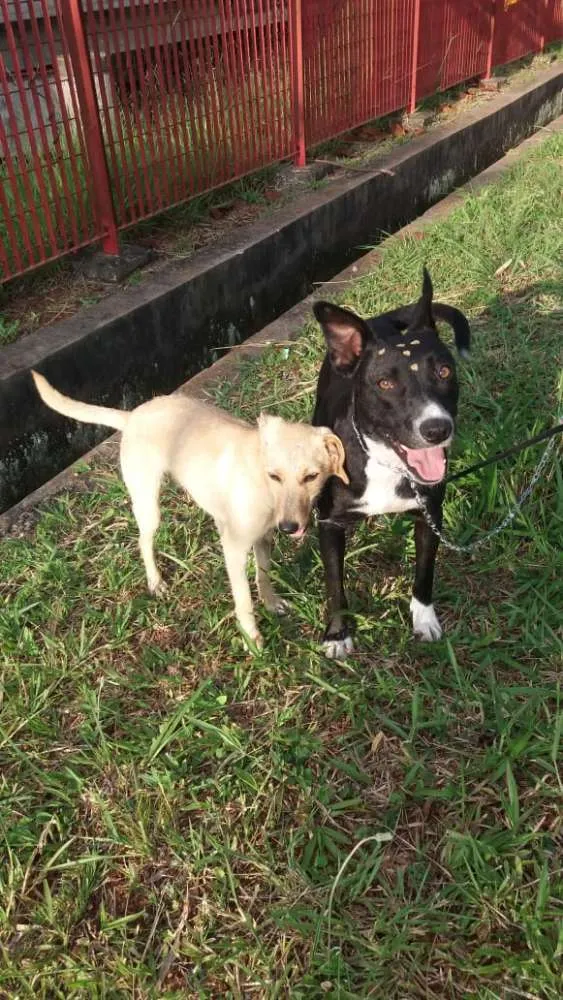 Cachorro ra a Não definida idade 7 a 11 meses nome Gabi