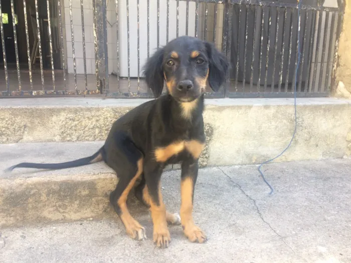 Cachorro ra a Viralata idade 2 a 6 meses nome Boby