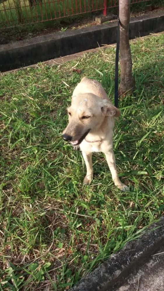 Cachorro ra a Não definida idade 7 a 11 meses nome Gabi