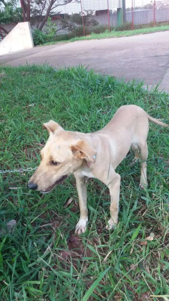 Cachorro ra a Não definida idade 7 a 11 meses nome Gabi