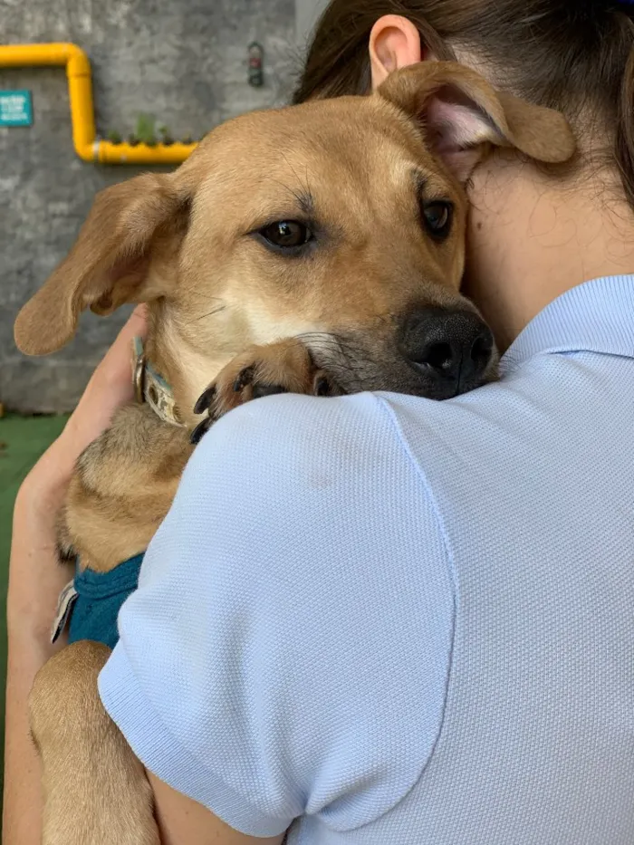 Cachorro ra a Srd idade  nome Brown