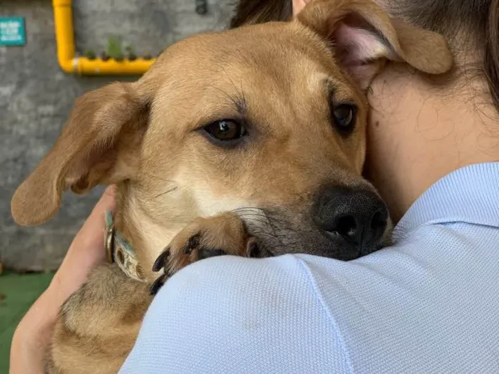 Cachorro ra a Srd idade  nome Brown