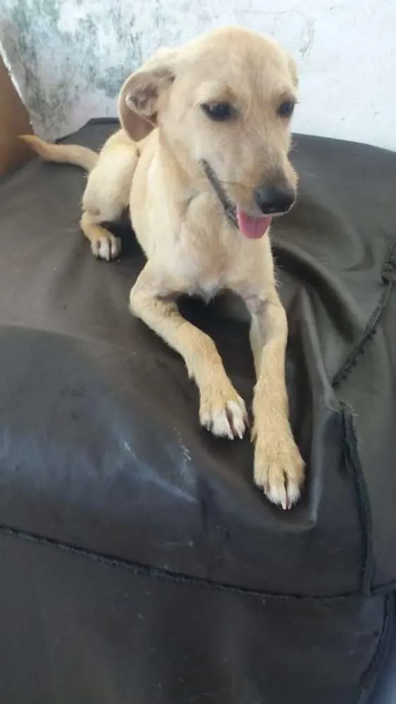Cachorro ra a Não definida idade 7 a 11 meses nome Gabi