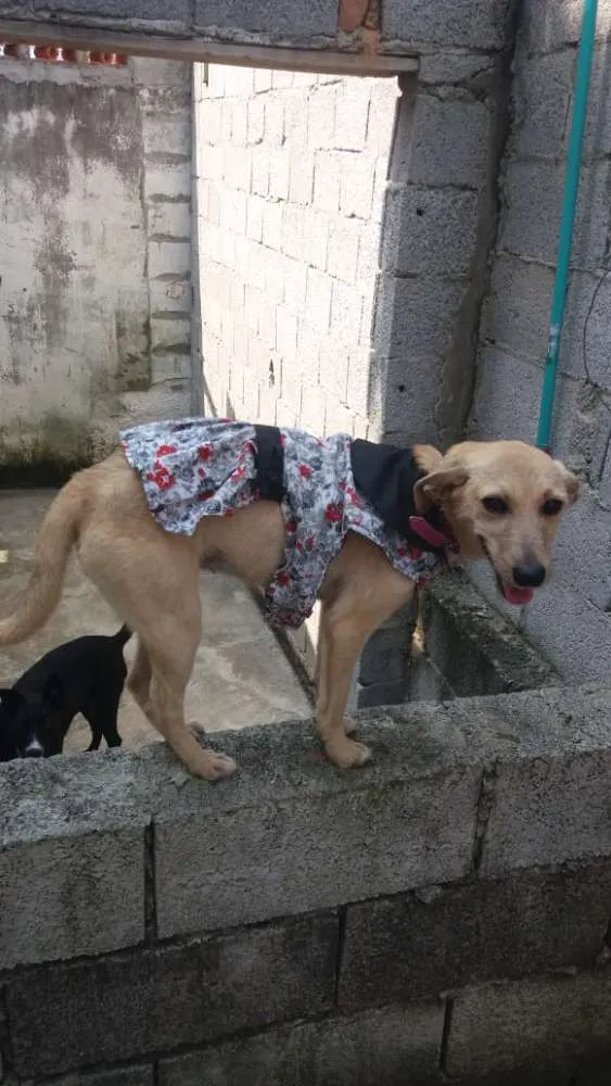Cachorro ra a Não definida idade 7 a 11 meses nome Gabi