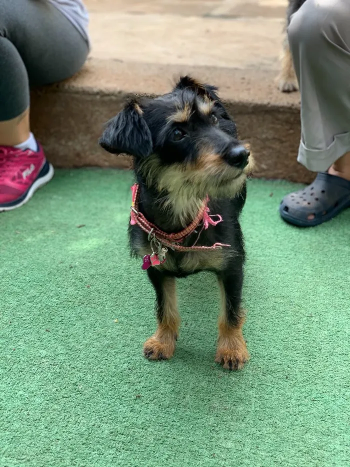 Cachorro ra a Srd idade  nome Bianca