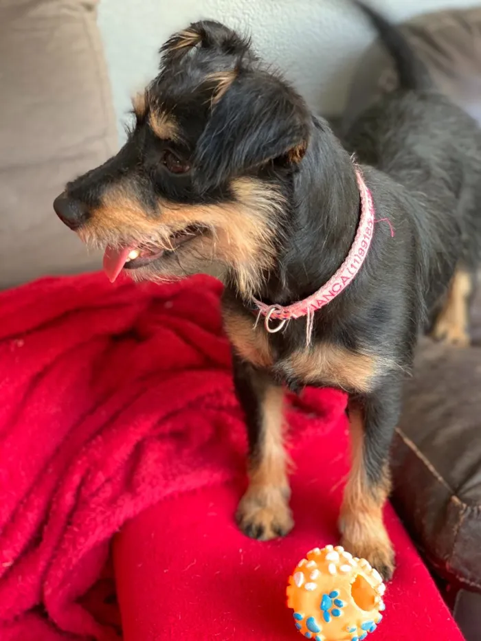 Cachorro ra a Srd idade  nome Bianca