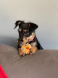 Bianca