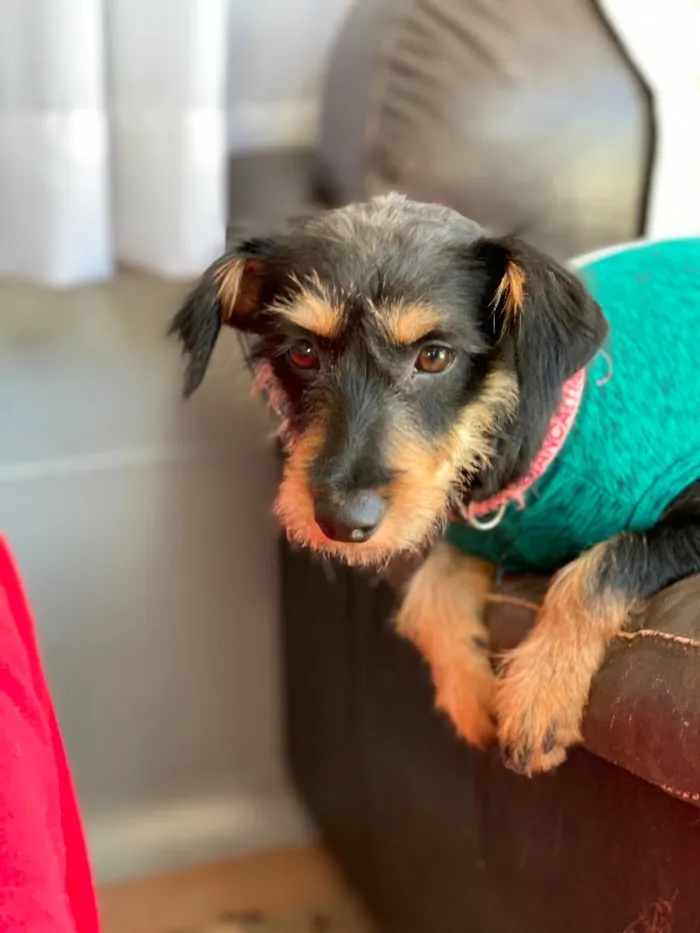Cachorro ra a Srd idade  nome Bianca