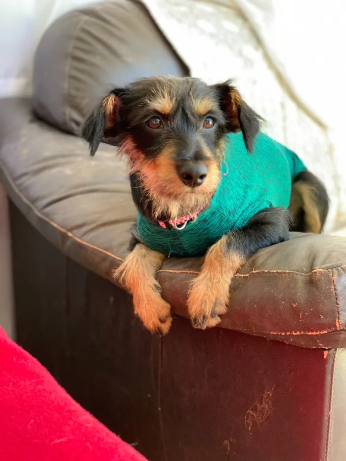 Cachorro ra a Srd idade  nome Bianca