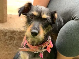Cachorro raça Srd idade  nome Bianca