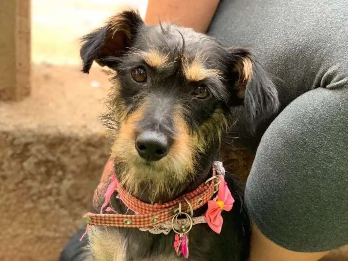 Cachorro ra a Srd idade  nome Bianca
