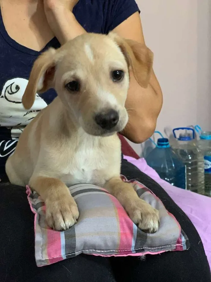Cachorro ra a Srd idade  nome Charlie