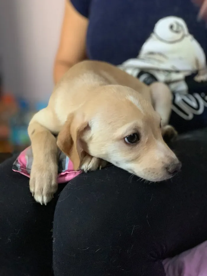 Cachorro ra a Srd idade  nome Charlie