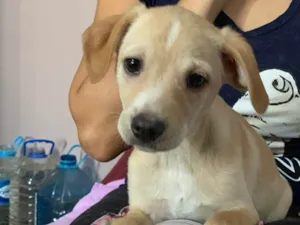 Cachorro raça Srd idade  nome Charlie
