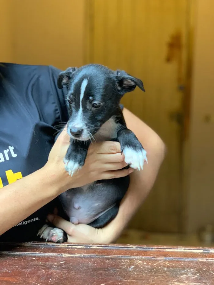 Cachorro ra a Srd idade  nome Linus