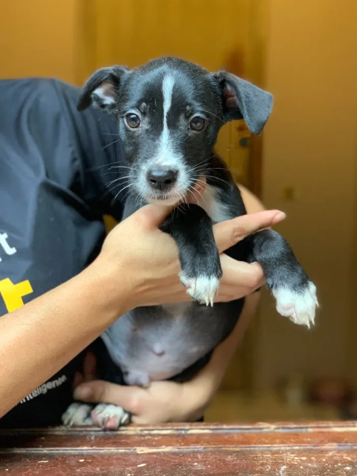 Cachorro ra a Srd idade  nome Linus