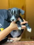 Linus
