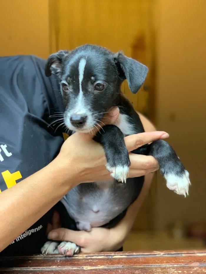 Cachorro ra a Srd idade  nome Linus