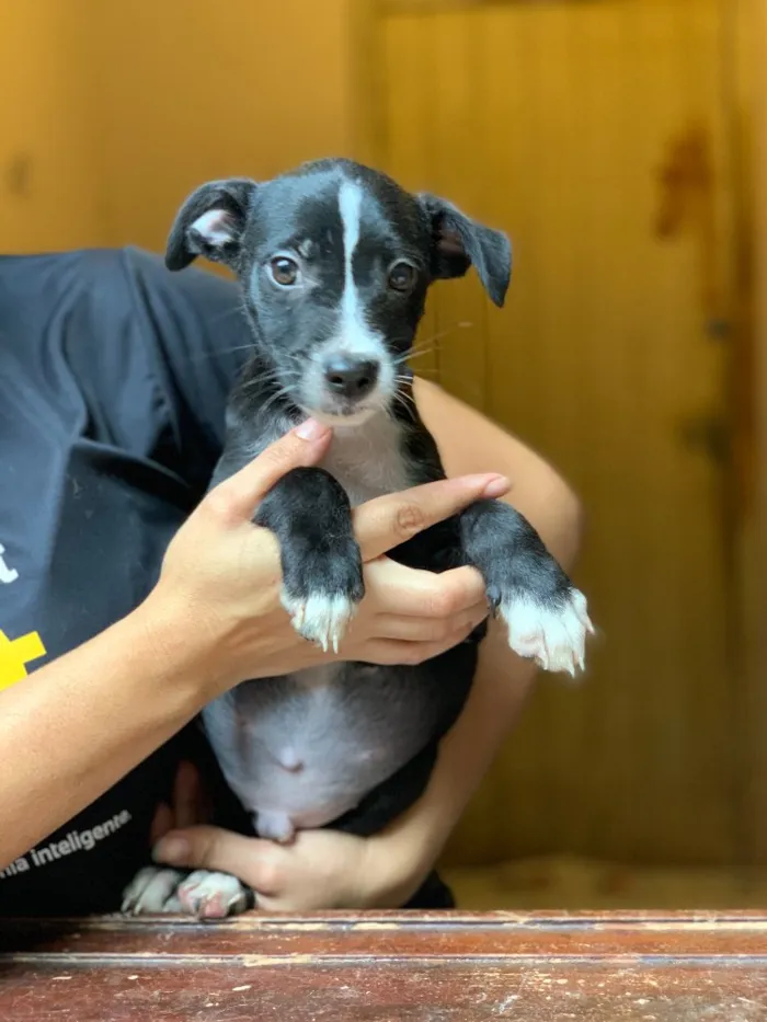Cachorro ra a Srd idade  nome Linus