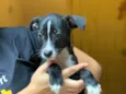 Linus