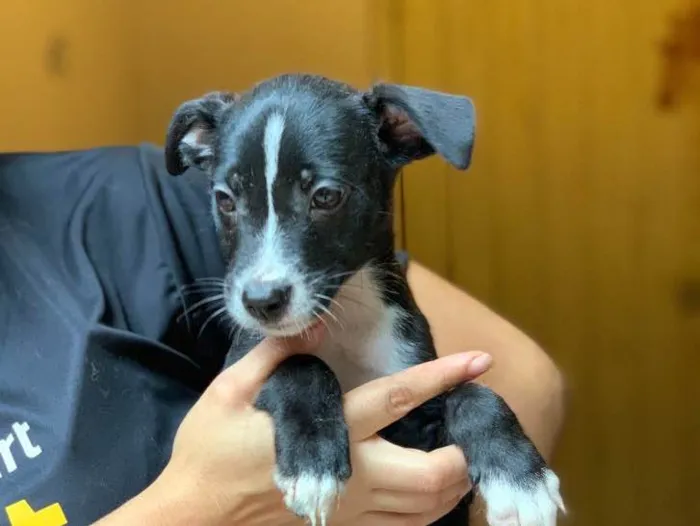 Cachorro ra a Srd idade  nome Linus